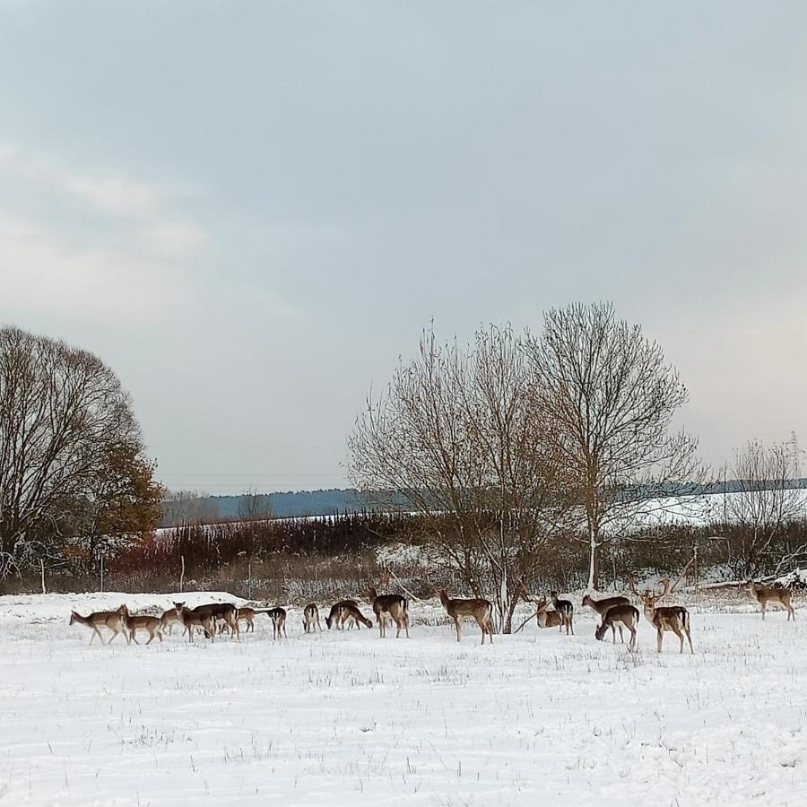 Smocze Ranczo 2 Vila Ośno Lubuskie Exterior foto